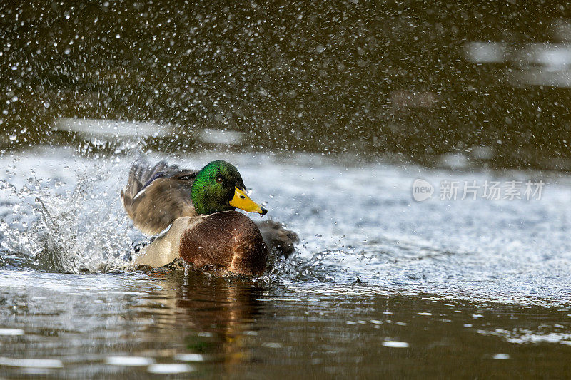 水花绿头鸭(Anas platyrhynchos)